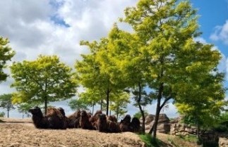 Afbeelding Valse Christusdoorn 'Sunburst' - Gleditsia triacanthos 'Sunburst'