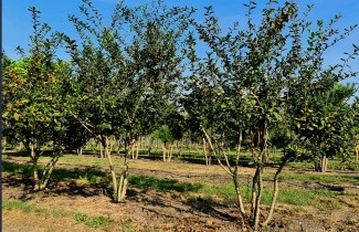 Afbeelding Mispel - Mespilus germanica