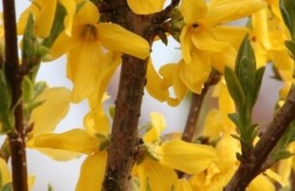 Afbeelding Chinees klokje 'weekend' - vakbeplanting - Forsythia intermedia 'Weekend'