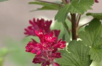 Afbeelding Ribes 'King Edward VII' - vakbeplanting - Ribes sanguineum 'King Edward VII'