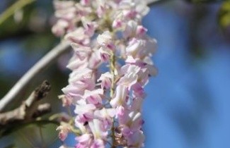 Afbeelding Blauwe regen - Wisteria floribunda 'Rosea'