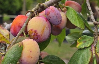 Afbeelding Pruim 'Victoria' - Prunus domestica 'Victoria'