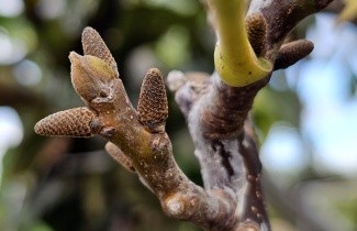 Afbeelding Walnoot 'Rita' - Juglans regia 'Rita'