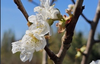 Afbeelding Kers 'Schneider Spate Knorpel' - Prunus avium 'Schneider's Späte Knorpelkirsche'