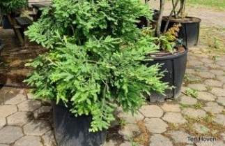 Afbeelding Kustmammoetboom 'Illa Martin' - Sequoiadendron sempervirens 'Illa Martin'