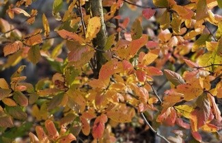 Afbeelding Wilde Mispel - Mespilus germanica