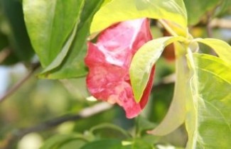 Afbeelding Grootbloemige kornoelje - Cornus nuttallii