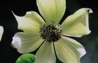 Afbeelding Grootbloemige kornoelje 'Monarch' - Cornus nuttallii 'Monarch'