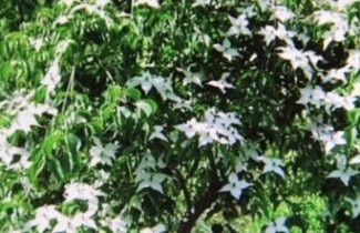 Afbeelding Japanse grootbloemige kornoelje 'Weaver's Weeping' - Cornus kousa 'Weaver's Weeping'
