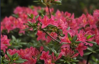 Afbeelding Azalea 'Jolie Madame' - Rhododendron 'Jolie Madame''