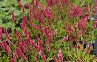 Afbeelding Duizendknoop 'Darjeeling Red' - Persicaria aff. 'Darjeeling Red'