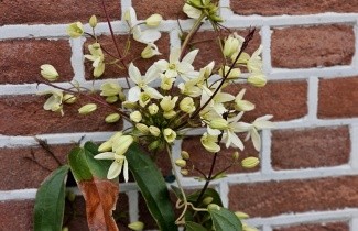 Afbeelding Bosrank armandii - Clematis armandii