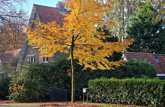 Afbeelding Groene Beuk, spil - Fagus sylvatica