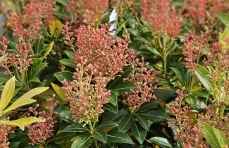 Afbeelding Rotsheide 'Debutante' - Pieris japonica 'Debutante'