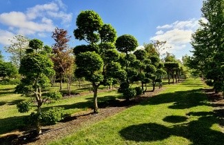 Afbeelding Haagbeuk - Carpinus betulus