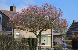 Afbeelding Magnolia 'Susan' - Magnolia 'Susan'