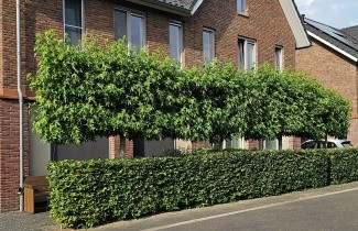 Afbeelding Amberboom 'Worplesdon' - Liquidambar styraciflua 'Worplesdon'
