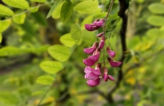 Afbeelding Rode acacia - Robinia margaretta 'Casque Rouge'.