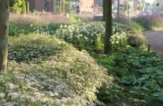 Afbeelding Borderpakket Onderhoudsarm C - Pakket OHC 24 planten