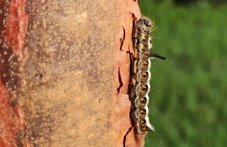 Afbeelding Papieresdoorn - Acer griseum
