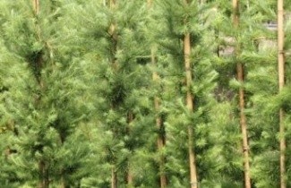 Afbeelding Europese Lariks - Larix decidua