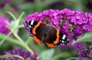 Afbeelding Vlinderstruik 'Royal Red' - Buddleja davidii 'Royal Red'