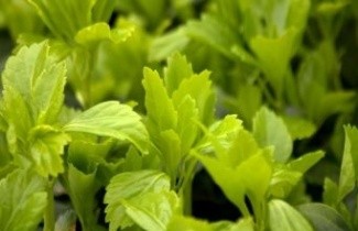 Afbeelding Dikkemanskruid 'Green Carpet' - Pachysandra term. 'Green Carpet'