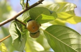 Afbeelding Kaki boom - Diospyros kaki
