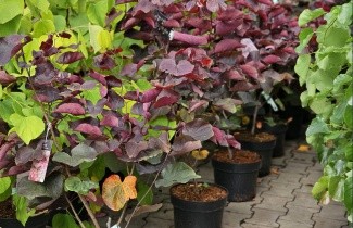 Afbeelding Amerikaanse Judasboom 'Forest Pansy' - Cercis canadensis 'Forest Pansy'