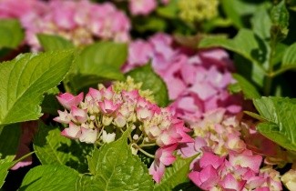 Afbeelding Hortensia 'Bouquet Rose' - Hydrangea   macrophylla 'Bouquet Rose'
