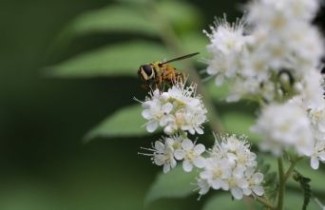Afbeelding Lijsterbessprirea - Sorbaria sorbifolia