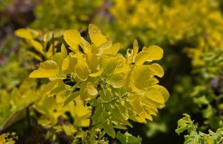 Afbeelding Geelbladige pruikenboom - Cotinus Golden Spirit