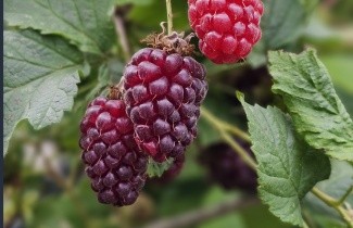 Afbeelding Loganbes - Rubus 'Loganberry'