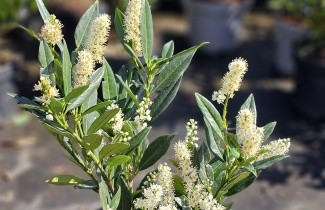 Afbeelding Laurierkers 'Otto Luyken' - Prunus laurocerasus 'Otto Luyken'