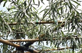 Afbeelding Wilgbladige peer - Pyrus salicifolia 'Pendula'