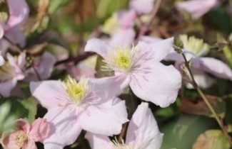 Afbeelding Bosrank 'Mayleen' - Clematis montana 'Mayleen'