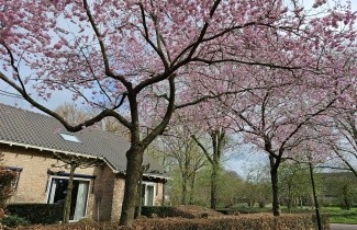 Afbeelding Sierkers 'Accolade' - Prunus 'Accolade'
