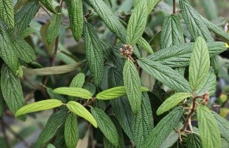 Afbeelding Sneeuwbal - Viburnum rhytidophyllum