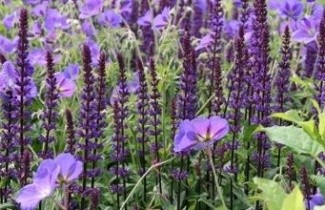 Afbeelding Borderpakket Zon A - Pakket ZA 72 planten