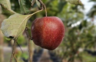 Afbeelding Appel 'Jonagold' - Malus domestica 'Jonagold'