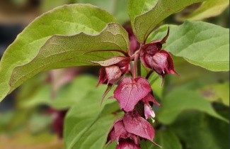 Afbeelding Grootmoeders oorbellen 'Purple Rain' - Leycesteria formosa 'Purple Rain'
