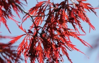Afbeelding Japanse Esdoorn 'Stella Rossa' - Acer palmatum 'Stella Rossa'
