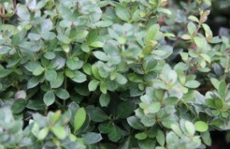 Afbeelding Japanse Berberis - Berberis thunbergii
