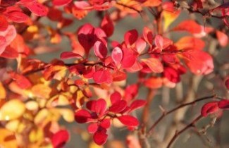 Afbeelding Rode Berberis - Berberis thunbergii 'Atropurpurea'