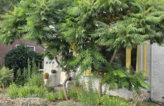 Afbeelding Fluweelboom - Rhus typhina
