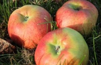Afbeelding Appel 'Bramley's Seedling'  - Malus domestica 'Bramley's Seedling'