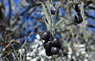 Afbeelding Olijfboom - Olea europea