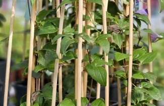 Afbeelding Bosrank 'John Paul II' - Clematis 'John Paul II'