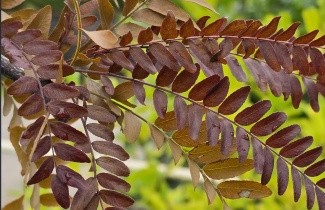 Afbeelding Valse Christusdoorn 'Rubylace' - Gleditsia triacanthos 'Rubylace'