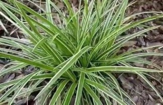 Afbeelding Zegge 'Ice Dance' - Carex morrowii 'Ice Dance'